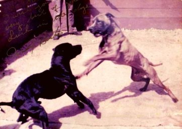 Состязание на ринге - бой собак